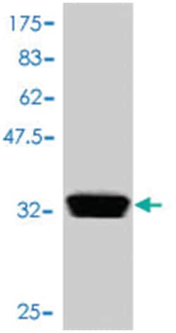 SDCBP, Mouse, Polyclonal Antibody, Abnova 50&mu;L; Unlabeled:Antibodies,
