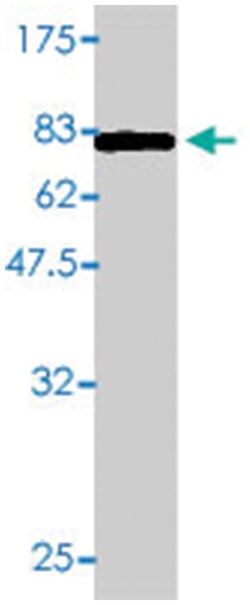 SGK, Mouse, Polyclonal Antibody, Abnova 50&mu;L; Unlabeled:Antibodies,