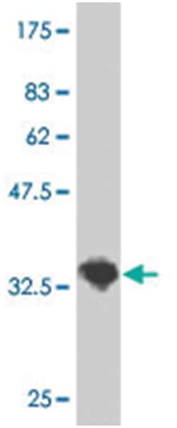 SLC22A3, Mouse, Polyclonal Antibody, Abnova 50&mu;L; Unlabeled:Antibodies,
