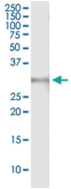 anti-STX1A, Human, IP-WB Antibody Pair, Abnova&trade;