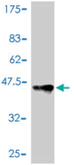 TCEB1, Mouse, Polyclonal Antibody, Abnova 50&mu;L; Unlabeled:Antibodies,