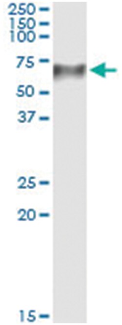 TCN1, Human, IP-WB Antibody Pair (PW2), Abnova&trade;
