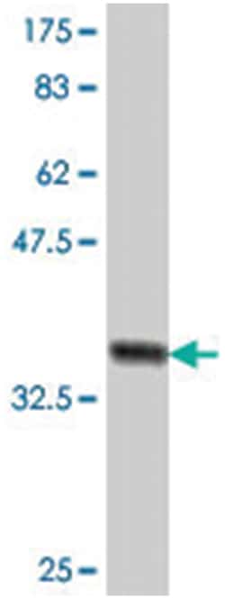 TEAD3, Mouse, Polyclonal Antibody, Abnova 50&mu;L; Unlabeled:Antibodies,