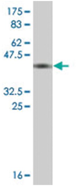 THOP1, Mouse, Clone: 2B4, Abnova 200 &mu;L | Buy Online | Abnova Corporation | Fisher Scientific