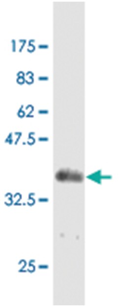KLF10 (M65J), Mouse anti-Human, Clone: 7C1, Abnova 50&mu;g; Unlabeled:Antibodies,