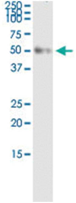 TRAF1, Human, IP-WB Antibody Pair (PW3), Abnova&trade;