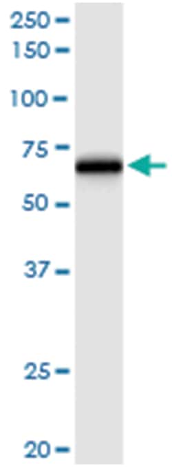 anti-TRAF5, Human, IP-WB Antibody Pair, Abnova 1 Set:Antibodies, Monoclonal/Polyclonal