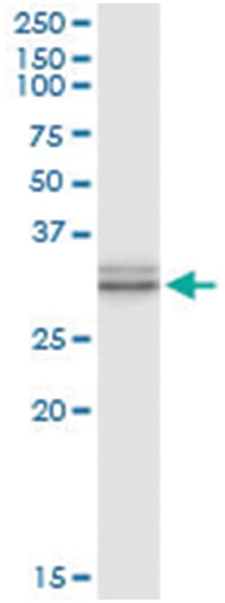 anti-TRH, Human, IP-WB Antibody Pair, Abnova&trade;