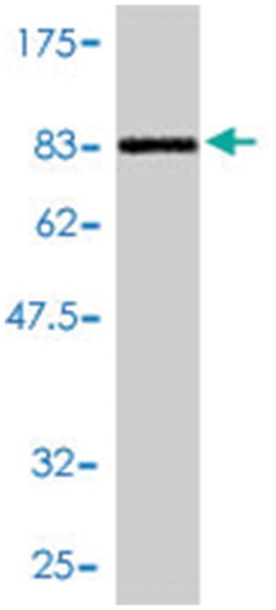 DNAJC7, Mouse, Polyclonal Antibody, Abnova 50&mu;L; Unlabeled:Antibodies,