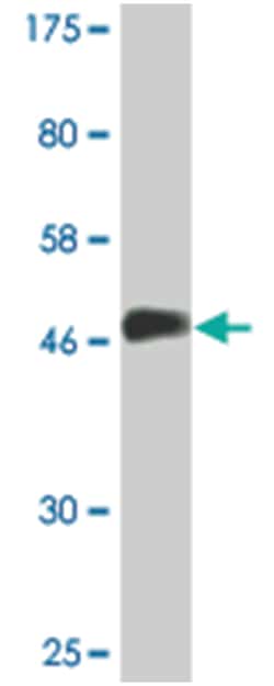 VBP1, Mouse, Clone: 1B4, Abnova 200&mu;L; Unlabeled:Antibodies, Monoclonal