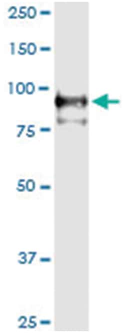 anti-VCAM1, Human, IP-WB Antibody Pair, Abnova&trade;