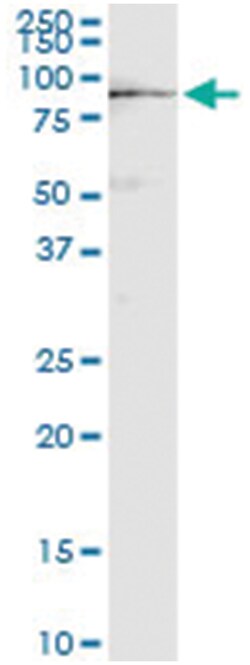 anti-EZR, Human, IP-WB Antibody Pair, Abnova™