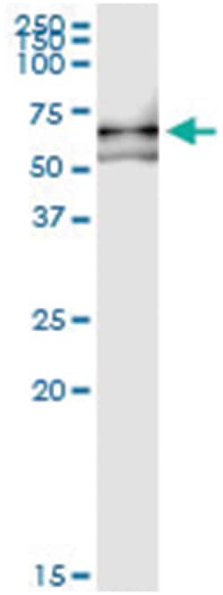 anti-VRK2, Human, IP-WB Antibody Pair, Abnova 1 Set:Antibodies, Monoclonal/Polyclonal