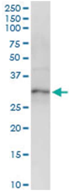 anti-XBP1, Human, IP-WB Antibody Pair, Abnova 1 Set:Antibodies, Monoclonal/Polyclonal