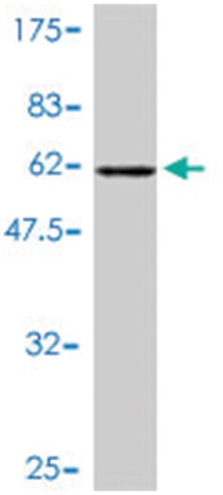 YWHAE, Mouse, Polyclonal Antibody, Abnova 50&mu;L; Unlabeled:Antibodies,