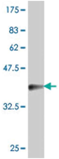 YWHAG (A02), Mouse anti-Human, Polyclonal Antibody, Abnova 50&mu;L; Unlabeled:Antibodies,