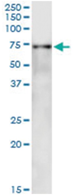 anti-SF1, Human, IP-WB Antibody Pair, Abnova 1 Set:Antibodies, Monoclonal/Polyclonal