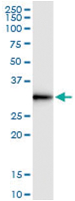 DNALI1, Human, IP-WB Antibody Pair (PW1), Abnova™