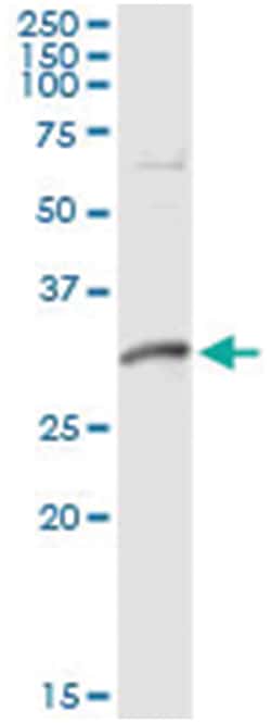 DNALI1, Human, IP-WB Antibody Pair (PW2), Abnova&trade;