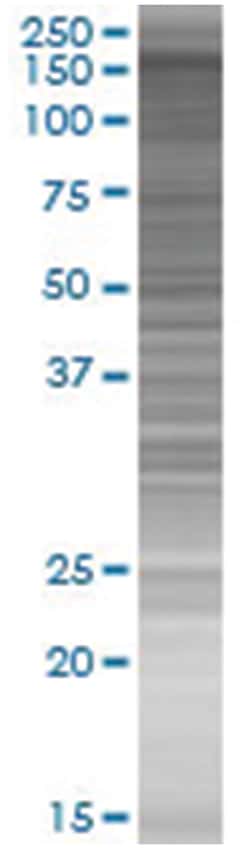 BRPF1 293T Cell Overexpression Lysate (Denatured), Abnova