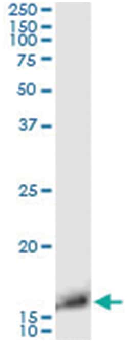 TCL1A, Human, IP-WB Antibody Pair (PW2), Abnova™