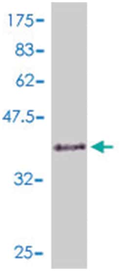CDC45L (A02), Mouse anti-Human, Polyclonal Antibody, Abnova 50&mu;L; Unlabeled:Antibodies,