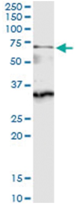 anti-CDC45L, Human, IP-WB Antibody Pair, Abnova 1 Set:Antibodies, Monoclonal/Polyclonal