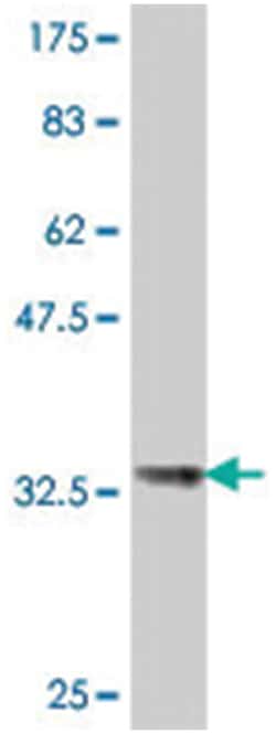 HIST1H4H, Mouse, Polyclonal Antibody, Abnova 50 &mu;L | Buy Online | Abnova Corporation | Fisher Scientific