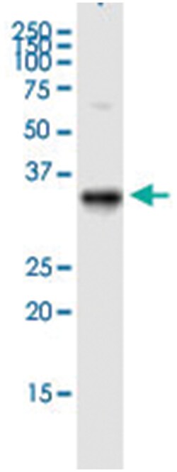 anti-STX7, Human, IP-WB Antibody Pair, Abnova&trade;