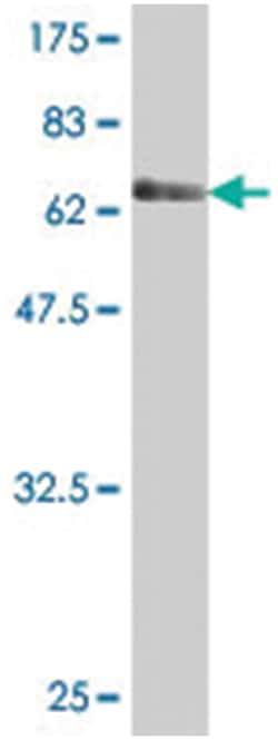 DOC2A, Mouse, Polyclonal Antibody, Abnova 50&mu;L; Unlabeled:Antibodies,
