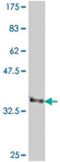 TEAD2 (A01), Mouse anti-Human, Polyclonal Antibody, Abnova 50&mu;L; Unlabeled:Anticuerpos