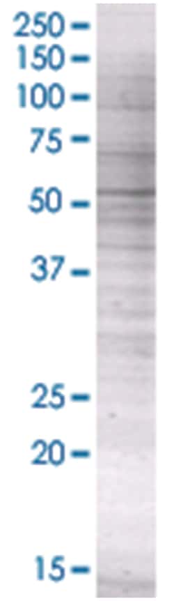 PIK3R3 293T Cell Overexpression Lysate (Denatured), Abnova