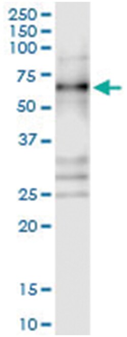 anti-CSDA, Human, IP-WB Antibody Pair, Abnova&trade;