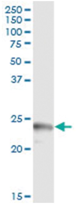 anti-APOL1, Human, IP-WB Antibody Pair, Abnova&trade;