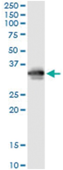 anti-FCN3, Human, IP-WB Antibody Pair, Abnova 1 Set:Antibodies, Monoclonal/Polyclonal