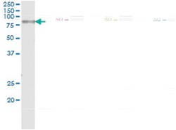 anti-EIF4G3, Human, IP-WB Antibody Pair, Abnova&trade;