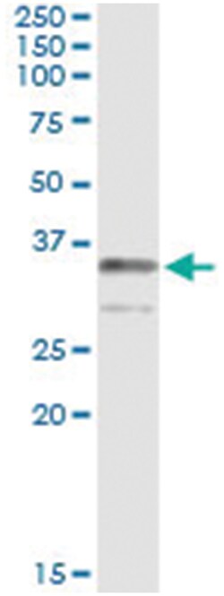 anti-TRADD, Human, IP-WB Antibody Pair, Abnova&trade;