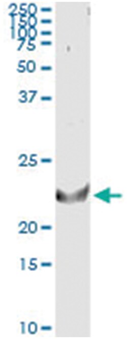 anti-TNFSF14, Human, IP-WB Antibody Pair, Abnova&trade;