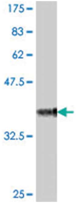TNFSF9, Mouse, Polyclonal Antibody, Abnova 50&mu;L; Unlabeled:Antibodies,