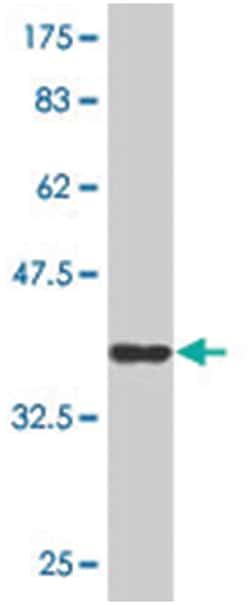 CD164 molecule, sialomucin, Mouse, Clone: 4B4, Abnova 100&mu;g; Unlabeled:Anticorps,