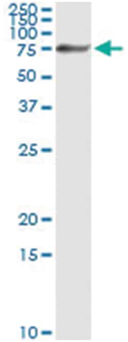 anti-NRP1, Human, IP-WB Antibody Pair, Abnova&trade;