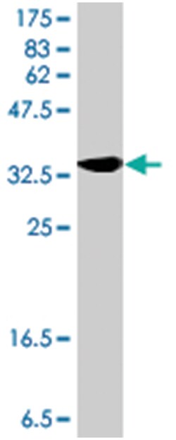 SGPL1, Mouse, Polyclonal Antibody, Abnova 50&mu;L; Unlabeled:Antibodies,