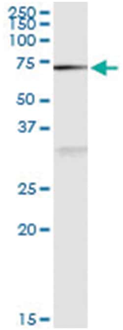 anti-NAE1, Human, IP-WB Antibody Pair, Abnova&trade;