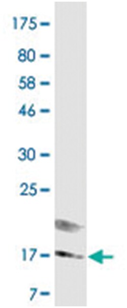 anti-TNFSF18, Clone: 4D10, Abnova 100&mu;g, Unlabeled:Antibodies, Monoclonal