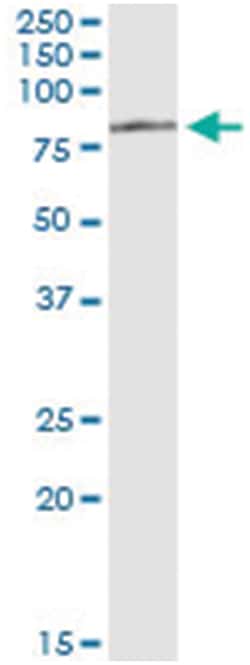 anti-TAF1B, Human, IP-WB Antibody Pair, Abnova&trade;