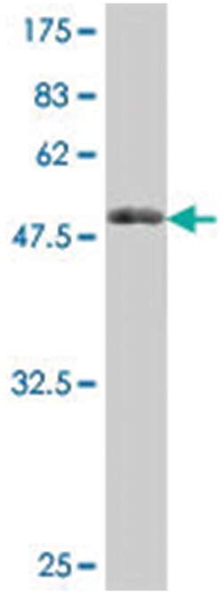 MPZL1, Mouse, Polyclonal Antibody, Abnova 50&mu;L; Unlabeled:Antibodies,
