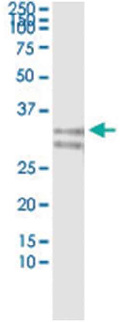 anti-MPZL1, Human, IP-WB Antibody Pair, Abnova&trade;