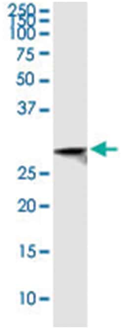 CLIC3, Human, IP-WB Antibody Pair (PW3), Abnova 1 Set:Antibodies, Monoclonal/Polyclonal