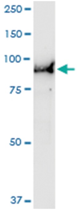 anti-USP10, Human, IP-WB Antibody Pair, Abnova 1 Set | Buy Online | Abnova Corporation | Fisher Scientific