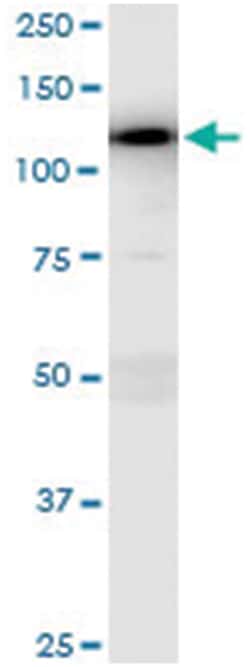 anti-MAP3K13, Human, IP-WB Antibody Pair, Abnova&trade;